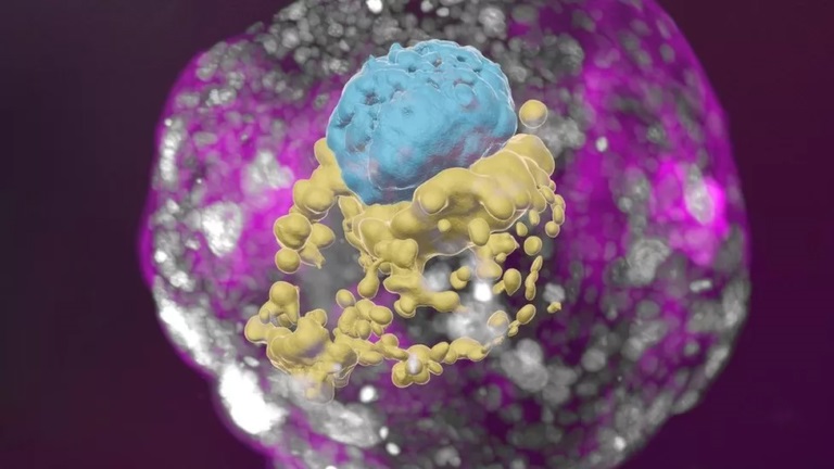 You are currently viewing Scientists grow whole model of human embryo, without sperm or egg