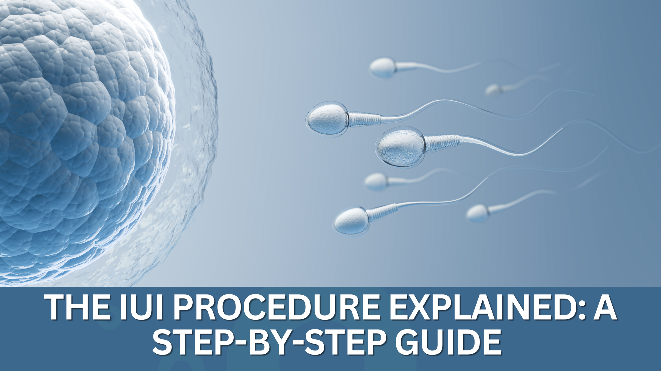 You are currently viewing IUI Procedure: What Really Happens Step by Step