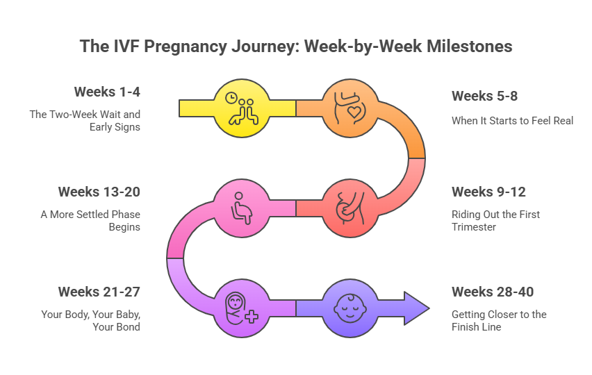 Flowchart describing IVF Pregnancy Symptoms: Week-by-Week Changes